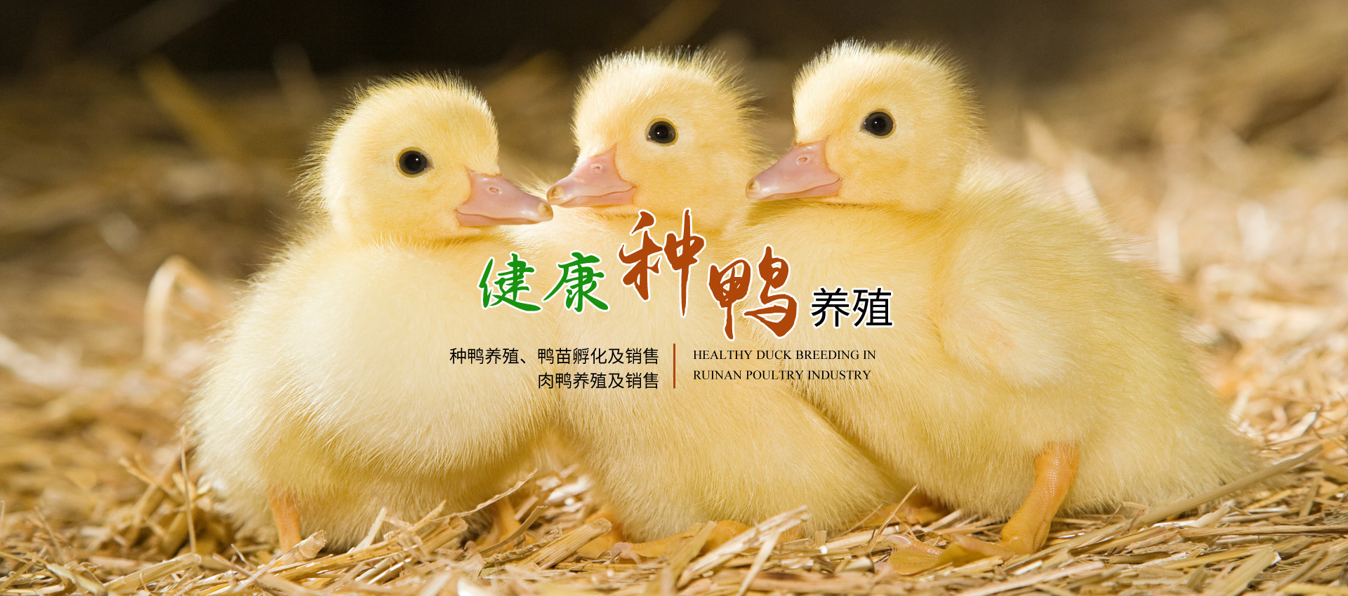 广西南宁市瑞南禽业有限责任公司